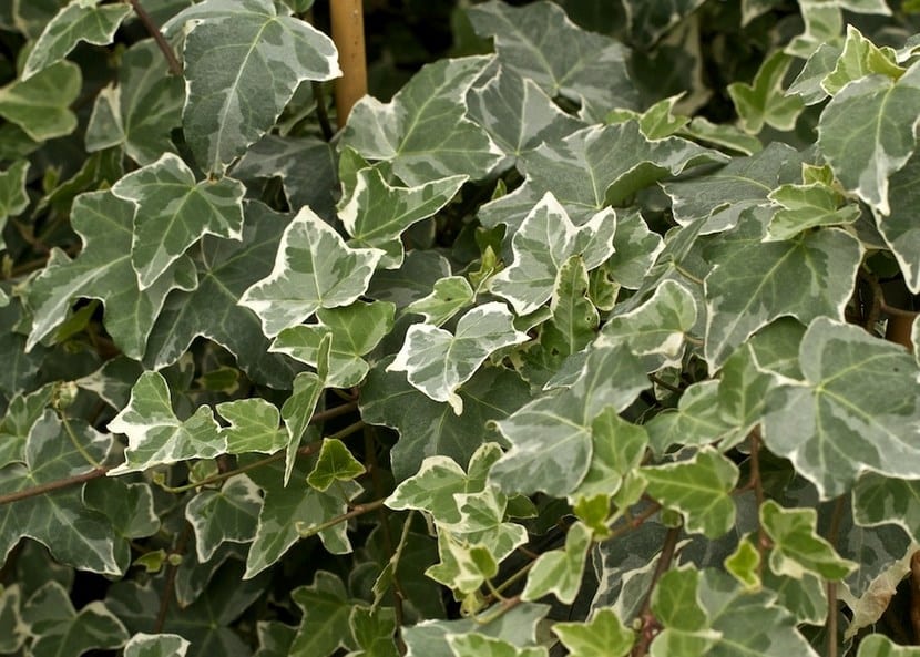 Hedera Helix