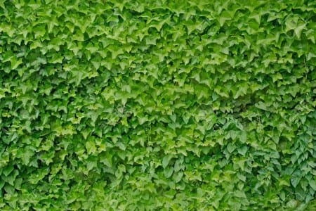 Hojas de Hedera helix cubriendo un soporte