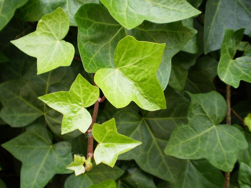 Hedera Helix