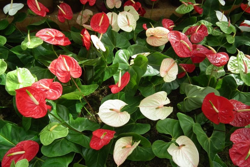 Grupo de Anthurium en flor