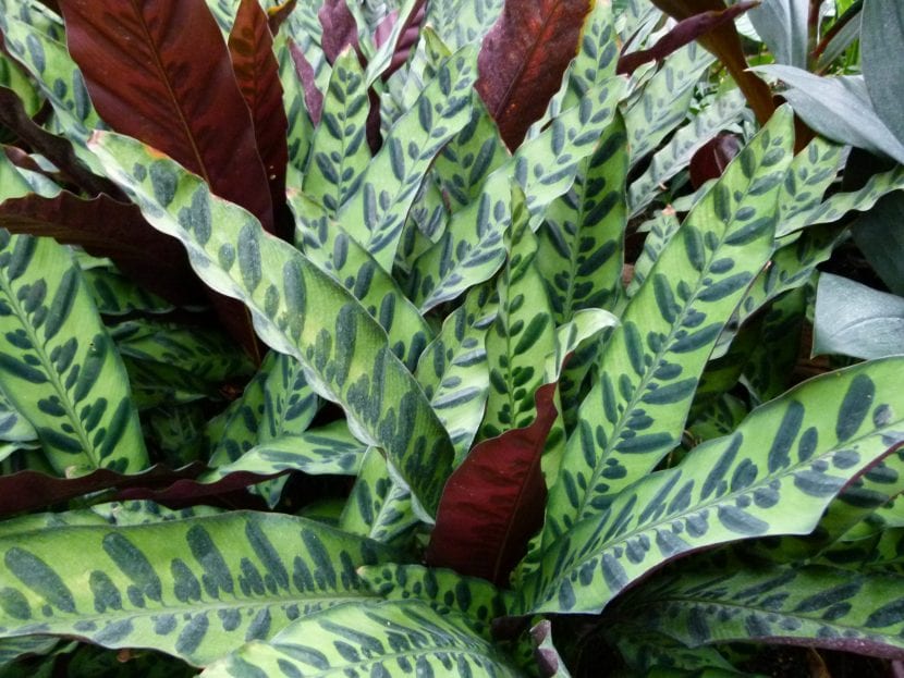 Calathea lancifolia, una preciosa planta de hojas decorativas