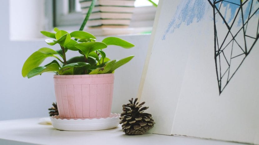 Planta en maceta dentro de casa