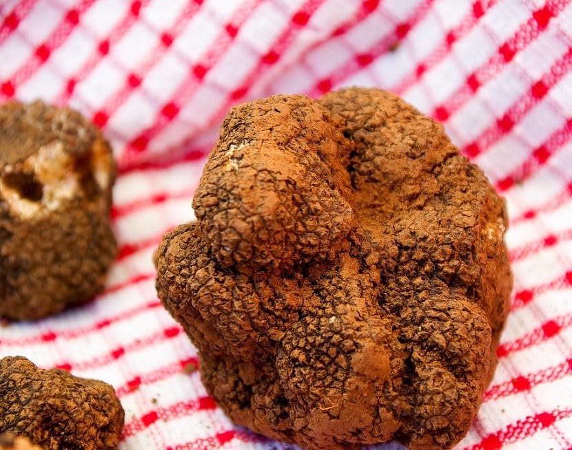 las trufas son un hongo que crece en la base de los arboles