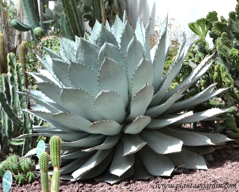 Plantas xerófilas