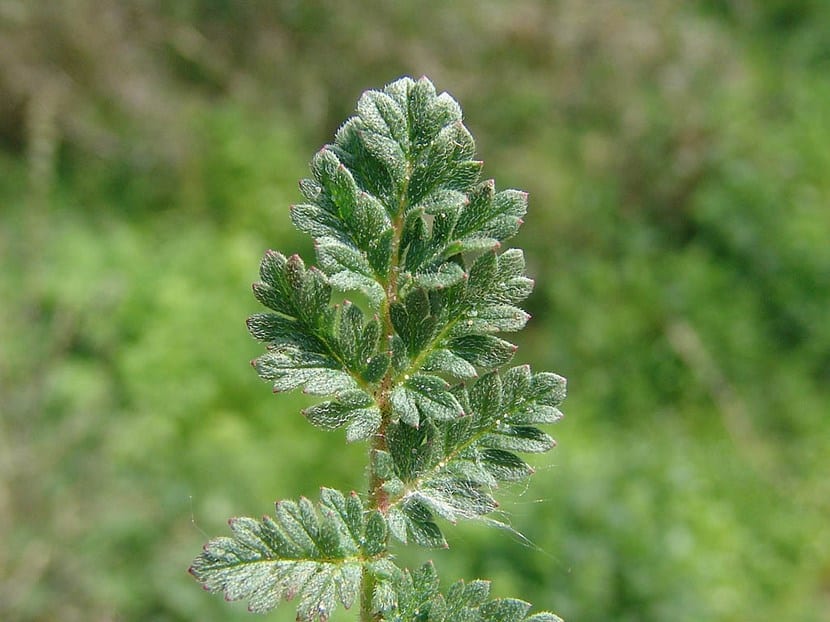 Plantas xerófilas