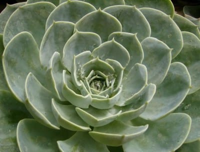 Planta suculenta de hojas carnosas en terreno árido