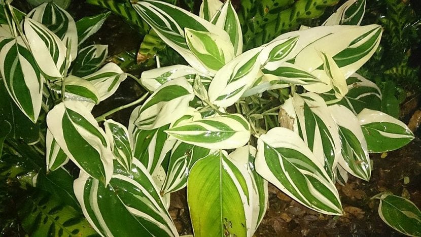 Vista de la Maranta arundinacea 'Variegata'
