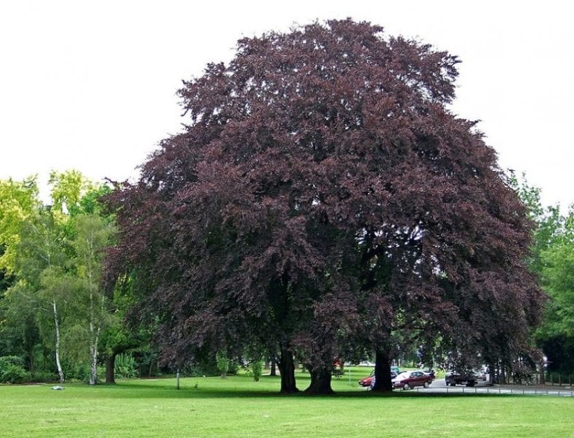Ejemplar de Fagus sylvatica 'Atropurpurea'