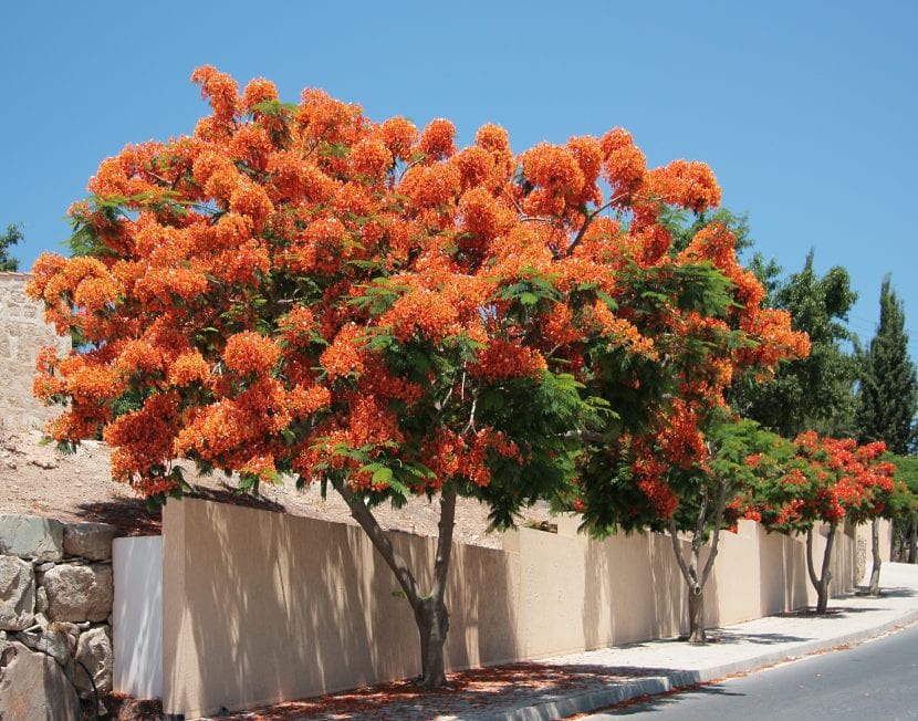 Vista del flamboyan