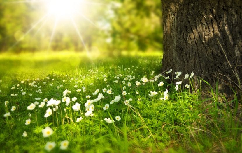 Las plantas dependen mucho del clima