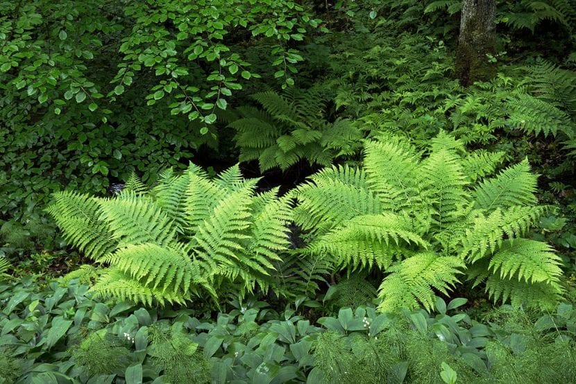 Los helechos son plantas de sombra