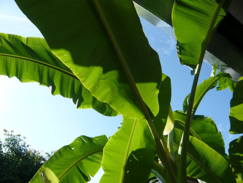 Vista de las hojas del plátano macho