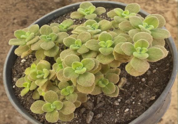 Plectranthus caninus