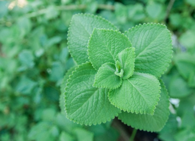 Planta de Plectranthus amboinicus