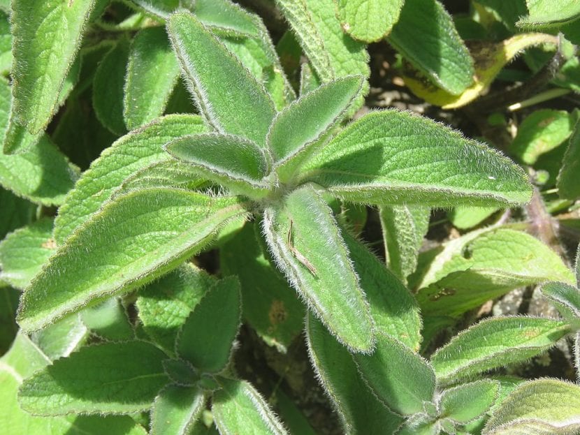 Vista de un Plectranthus barbatus