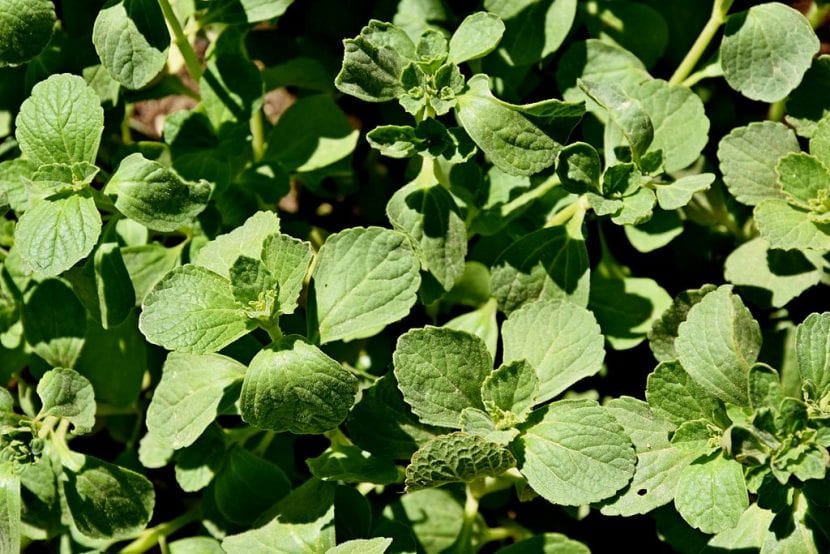 Vista de un Plectranthus caninus