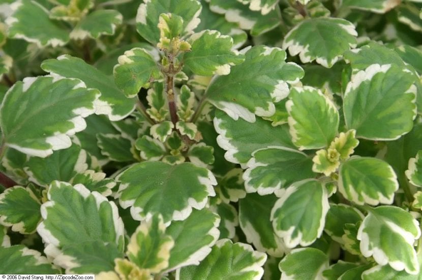 Vista de la planta Plectranthus coleoides 'Marginatus'