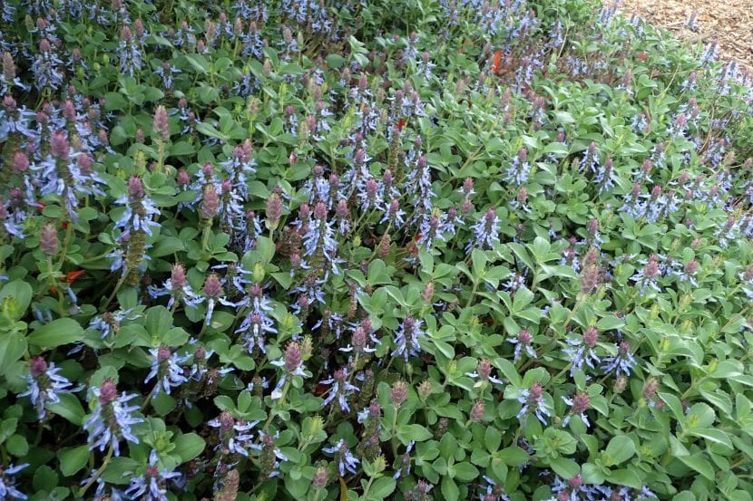 Planta Plectranthus neochilus