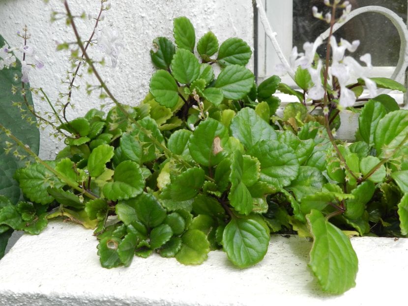 Vista de un Plectranthus verticillatus