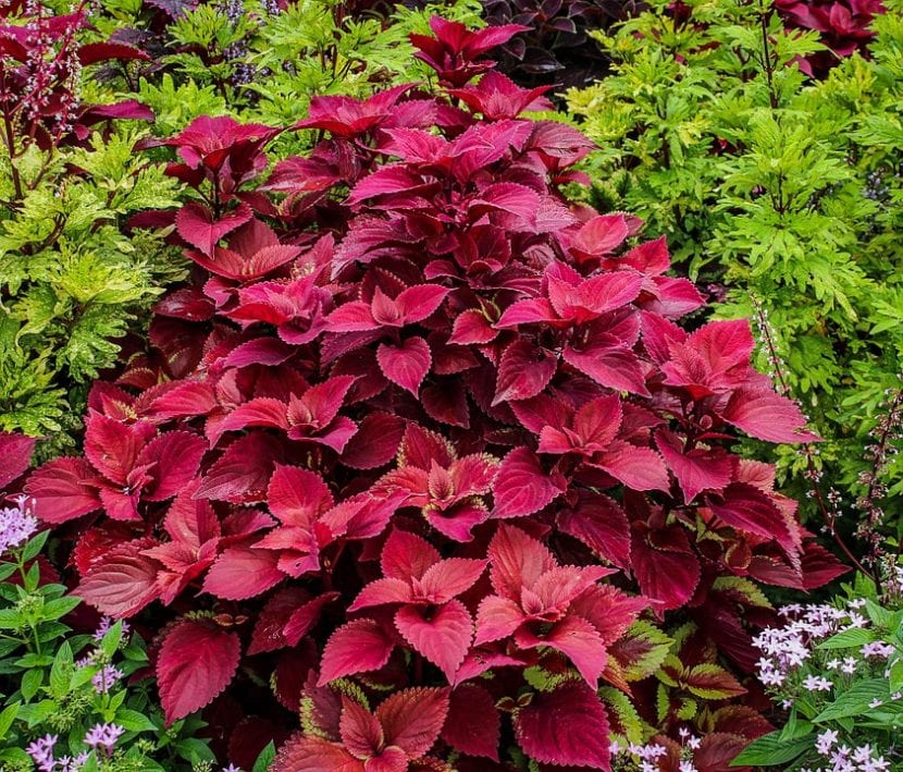 Vista de un Plectranthus híbrido