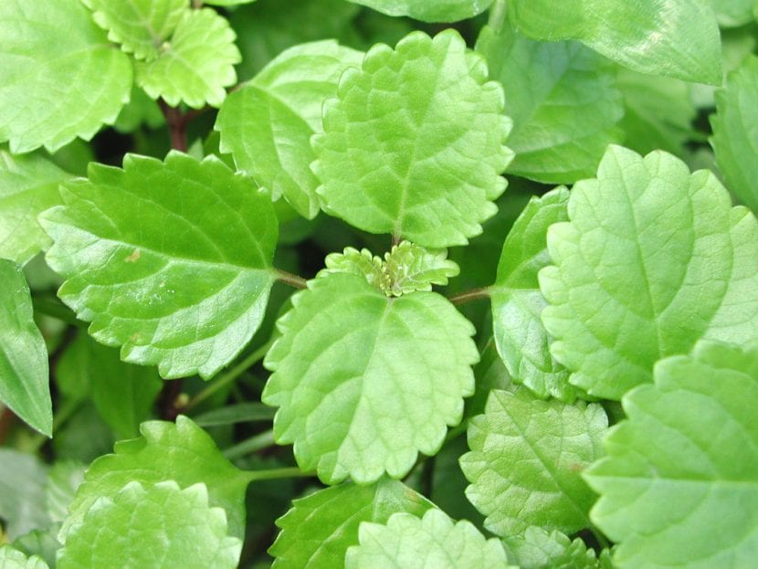 Plectranthus verticillatus