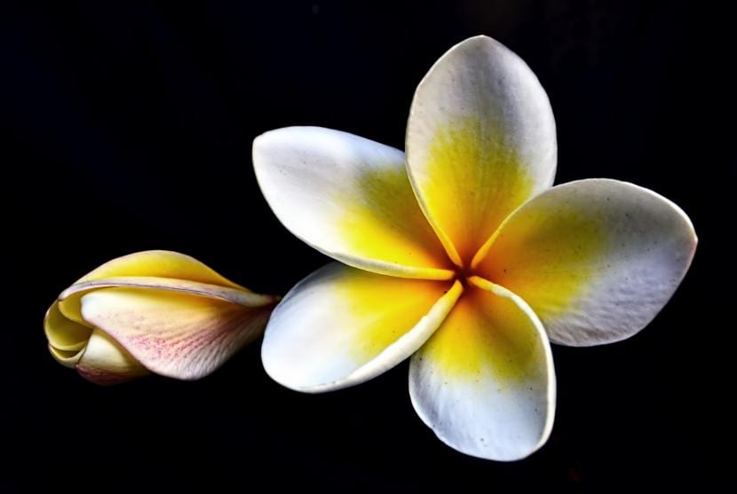 Plumeria