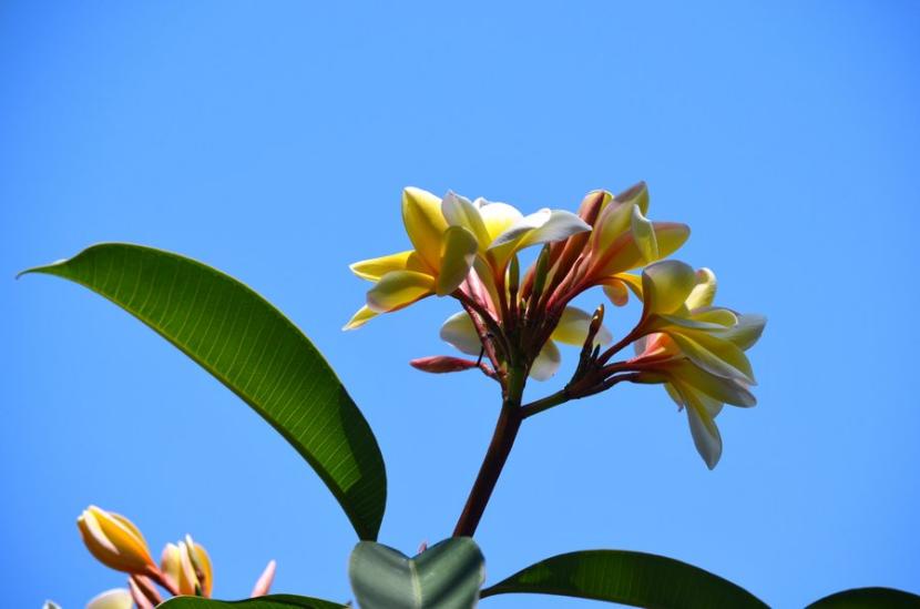 Flores de la Plumeria