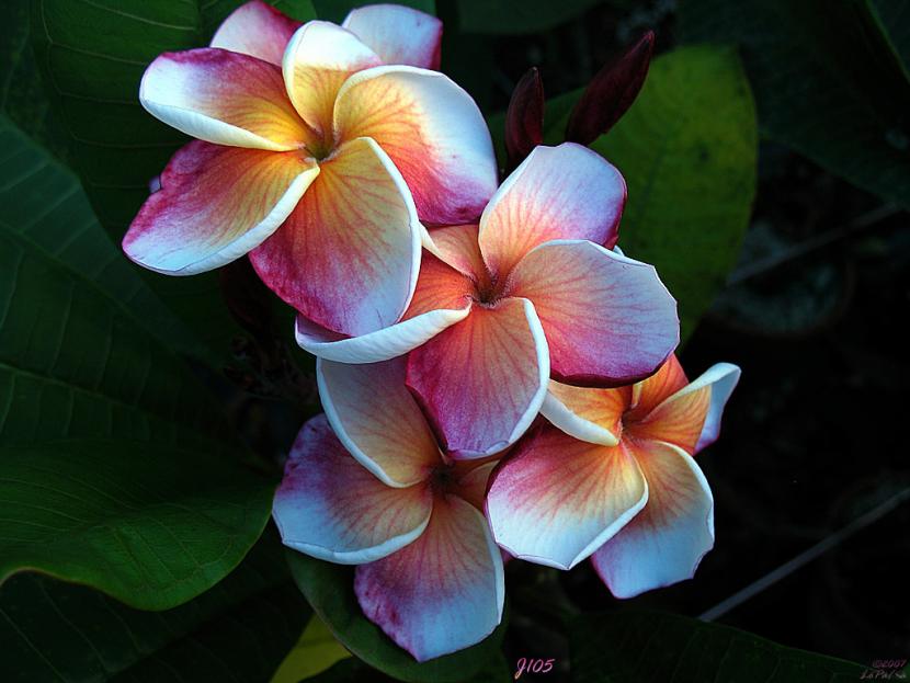 Planta de Plumeria