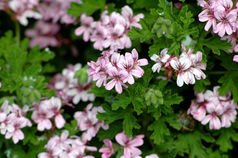 Pelargonium graveolens