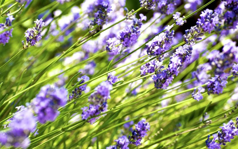 Lavanda