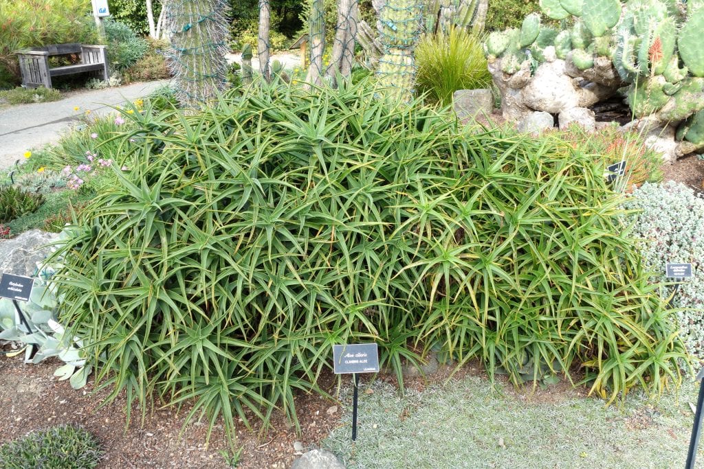 aloe_ciliaris