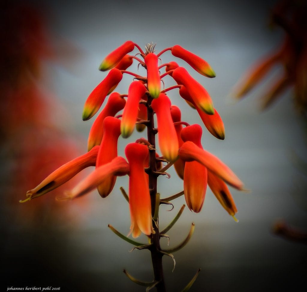 aloe-ciliaris-flor