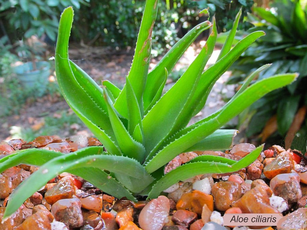 planta-de-aloe-ciliaris
