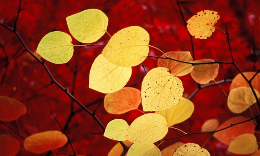Hojas de otoño