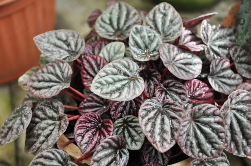 Planta de Peperomia caperata 'Emerald Ripple Pepper''