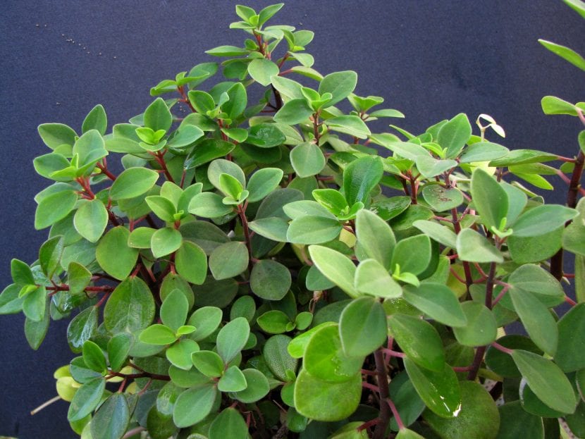 Ejemplar de Peperomia humilis