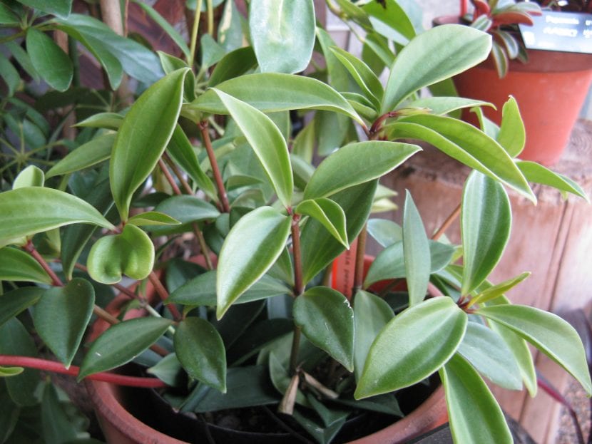 Planta de Peperomia pereskiifolia