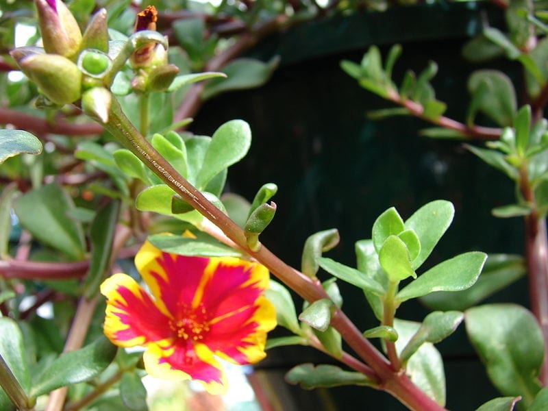 Las flores de la Portulaca umbraticola son muy decorativas