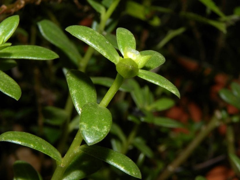 Las hojas de la Portulaca umbraticola son suculentas