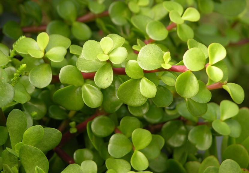 Portulacaria afra 'Red Stem'
