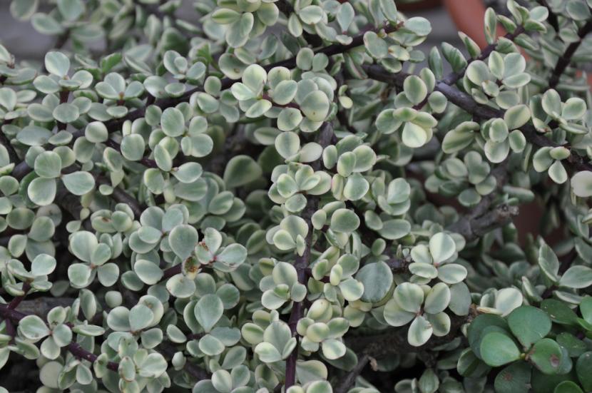 Portulacaria afra 'Variegata'