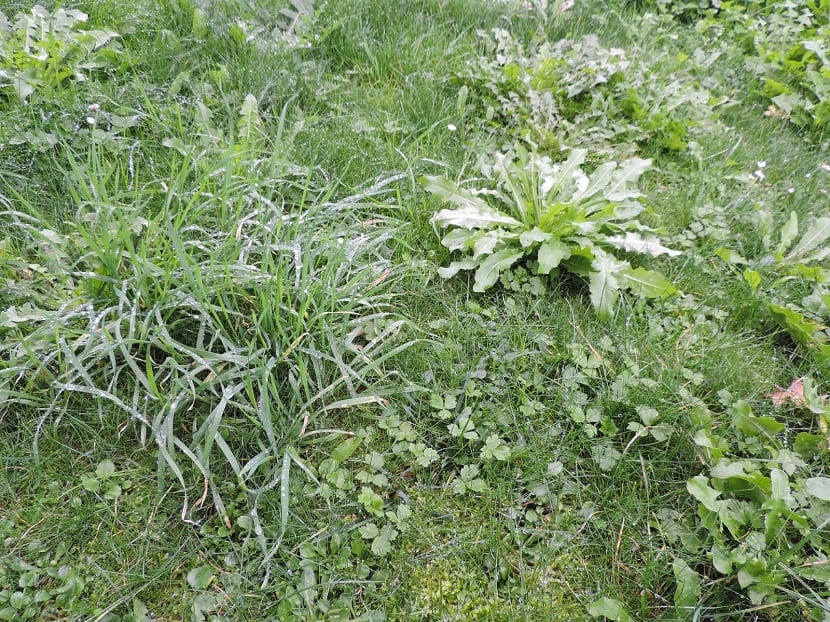 La mejor epoca para retirar la mala hierba es en primavera y verano