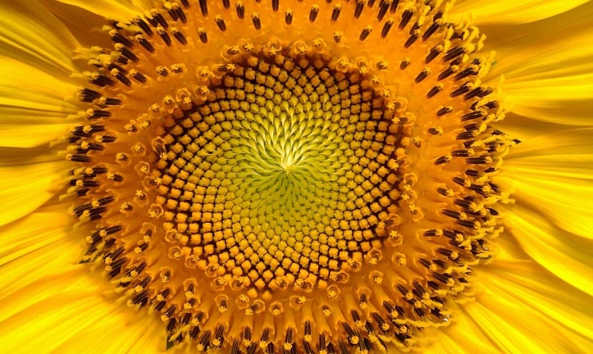 proteger plantas y flores del calor