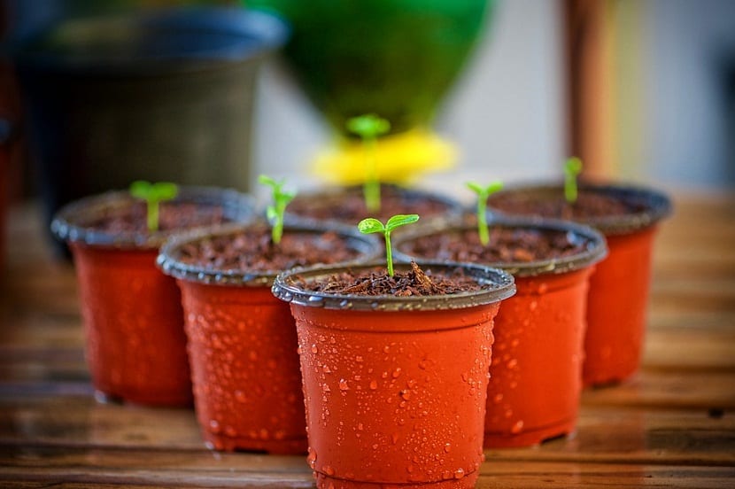 regar nuestras plantas en macetas