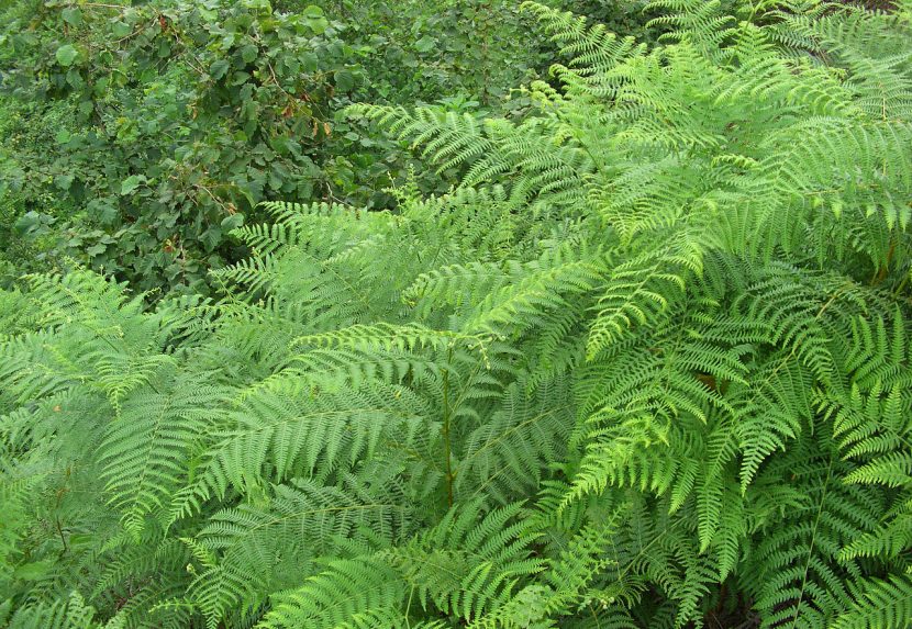 Frondes desplegadas de Pteridium aquilinum, el helecho águila