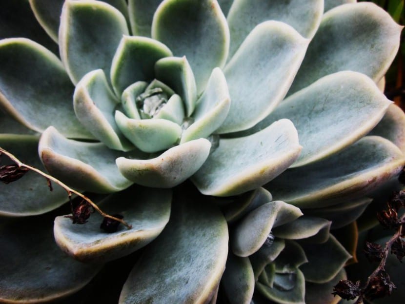 Echeveria, planta de rango de tolerancia amplio en sequía