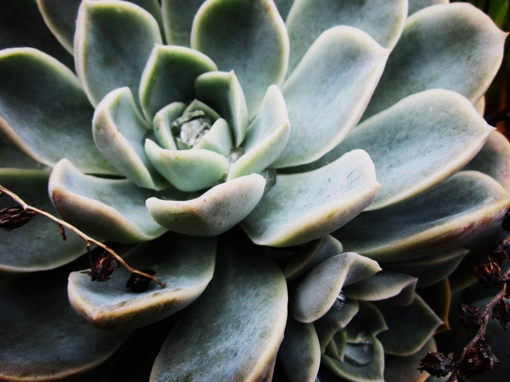 Echeveria