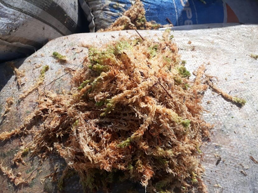 sphagnum-moss-musgo-chilote-pompom-especial-para-kokedama-D_NQ_NP_609385-MLC26062043792_092017-F.jpg