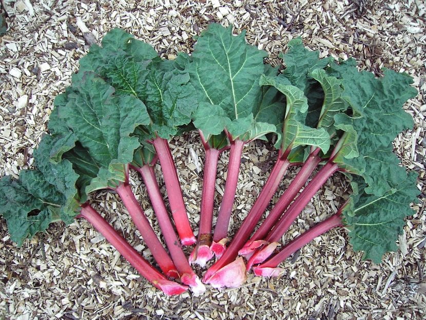 Hojas cortadas de la planta ruibarbo