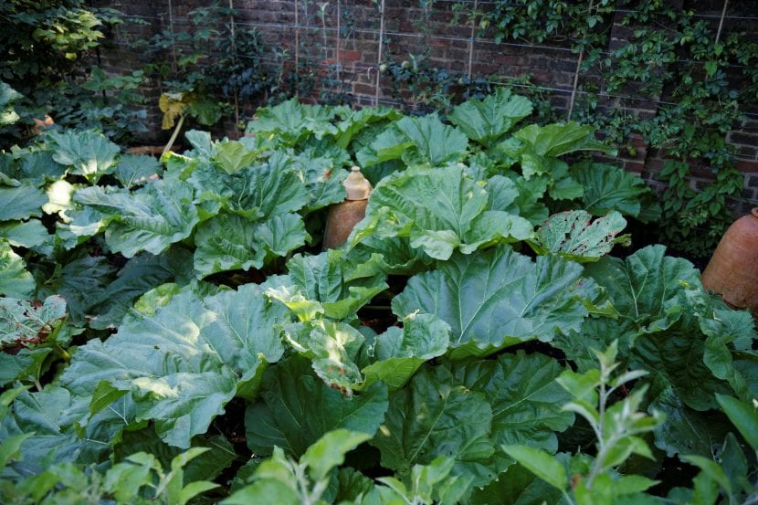 Plantas de ruibarbo en el huerto